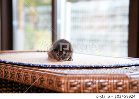 生後2週間程度、目が開いたばかりの野良猫の赤ちゃん、可愛い保護猫の子猫 102459924