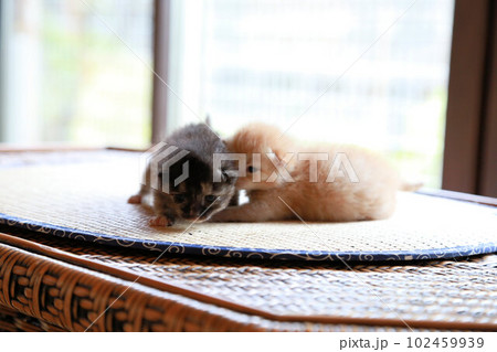 生後2週間程度、目が開いたばかりの野良猫の赤ちゃん、可愛い保護猫の子猫 102459939