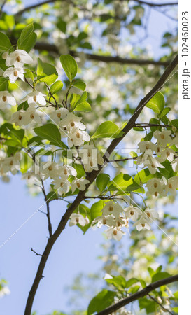エゴノキ｜初夏に咲くエゴの花 102460023