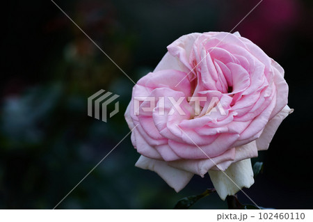 薔薇　マイガーデン 102460110