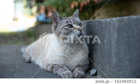 見つめる猫 102460912