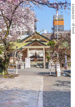 桜が満開の季節の桜宮神社（櫻宮）　--大阪府大阪市都島区中野町-- 102460933
