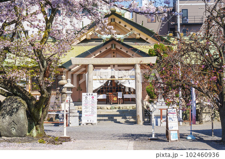 桜が満開の季節の桜宮神社(櫻宮) --大阪府大阪市都島区中野町-- 桜が満開の季節の桜宮神社(櫻宮) --大阪府大阪市都島区中野町-- 102460936