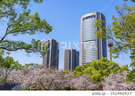 大阪 毛馬桜之宮公園の桜とOAPタワー 大阪 毛馬桜之宮公園の桜とOAPタワー 102460937