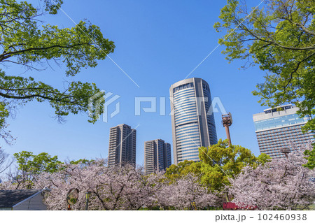 大阪 毛馬桜之宮公園の桜とOAPタワー 大阪 毛馬桜之宮公園の桜とOAPタワー 102460938