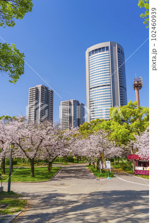 大阪　毛馬桜之宮公園の桜とOAPタワー 102460939