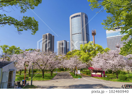 大阪　毛馬桜之宮公園の桜とOAPタワー 102460940