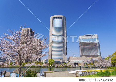 大阪　毛馬桜之宮公園の桜とOAPタワー 102460942