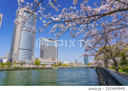 大阪　毛馬桜之宮公園の桜とOAPタワーと大川 102460948
