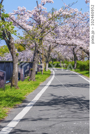 大阪　毛馬桜之宮公園の桜　ジョギングコース 102460952