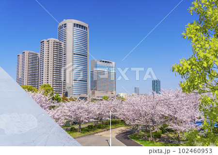 大阪　毛馬桜之宮公園の桜　新桜宮橋からの眺め 102460953