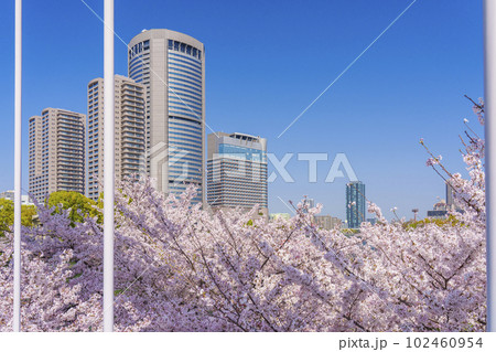 大阪 毛馬桜之宮公園の桜 新桜宮橋からの眺め 大阪 毛馬桜之宮公園の桜 新桜宮橋からの眺め 102460954