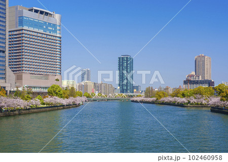 大阪 毛馬桜之宮公園の桜 大川 大阪 毛馬桜之宮公園の桜 大川 102460958