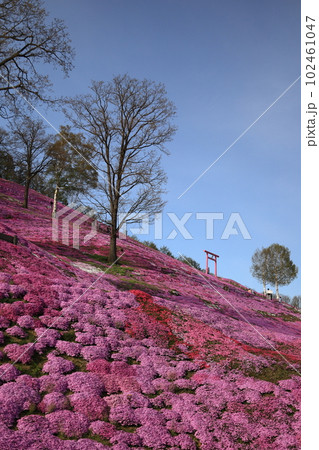 北海道　大空町　ひがしもこと芝桜公園 102461047