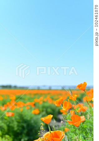 日本一のポピー畑 ポピーハッピースクエア 埼玉県鴻巣市 カリフォルニアポピー 日本一のポピー畑 ポピーハッピースクエア 埼玉県鴻巣市 カリフォルニアポピー 102461070