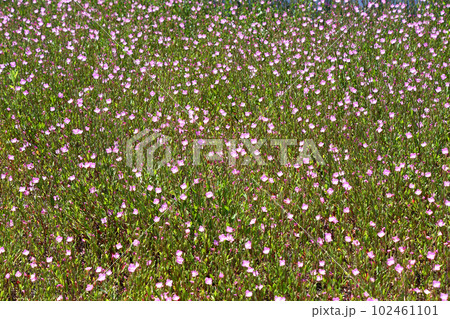 春の日差しのもと群生するアカバナユウゲショウ(赤花夕化粧) 春の日差しのもと群生するアカバナユウゲショウ(赤花夕化粧) 102461101