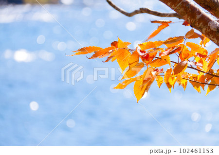 水辺の紅葉 102461153