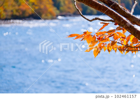 水辺の紅葉 102461157
