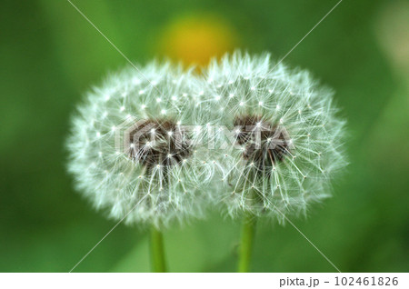 2つ並んだタンポポの丸い綿毛の写真素材 [102461826] - PIXTA