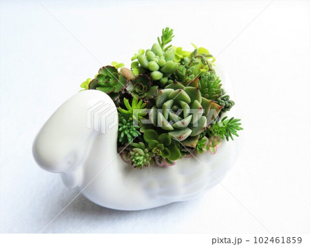 多肉植物寄せ植え 102461859