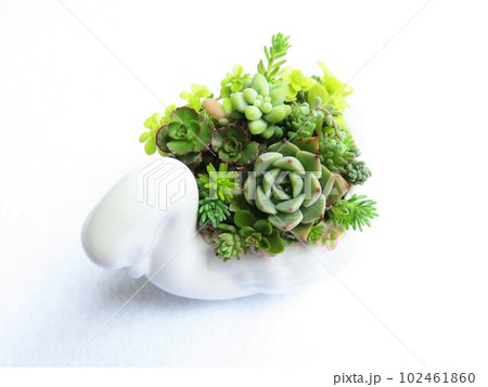 多肉植物寄せ植え 多肉植物寄せ植え 102461860