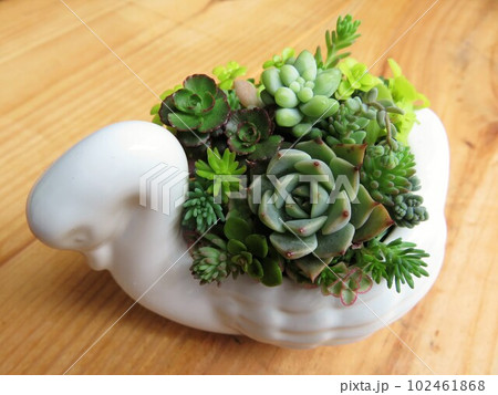 多肉植物寄せ植え 多肉植物寄せ植え 102461868
