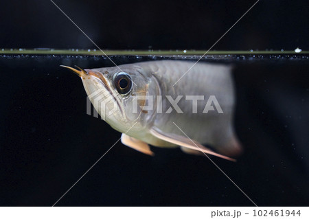 水槽で悠然と泳ぐアジアアロワナ 102461944