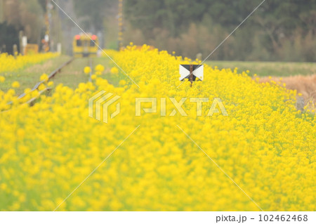 春薫る房総半島 満開の菜の花に包まれて走る黄色いローカル線 いすみ鉄道 春薫る房総半島 満開の菜の花に包まれて走る黄色いローカル線 いすみ鉄道 102462468