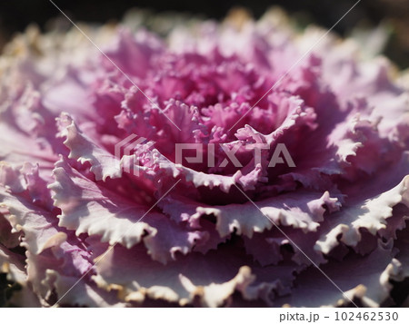 葉ボタン 葉ボタン 102462530