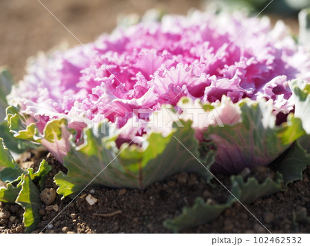 葉ボタン 102462532