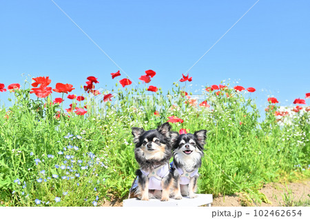 笑顔の仲良しチワワと満開のポピー畑　埼玉県鴻巣市　ポピーハッピースクエア　春 102462654
