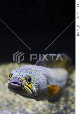 水槽からこちらを見るチャンナバルカ 102462834