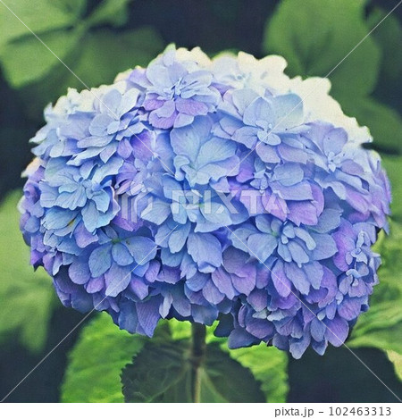 満開の紫陽花 満開の紫陽花 102463313