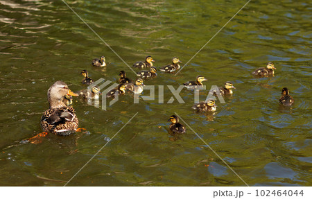 Mallard duck with her little chicks on the pond 102464044