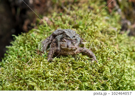 couple of common toads in amplexus among moss 102464057