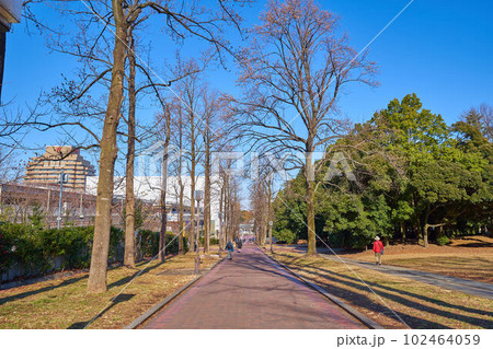 東京都多摩市落合2丁目(多摩中央公園西側)のレンガ坂の遊歩道を北側に向いて 東京都多摩市落合2丁目(多摩中央公園西側)のレンガ坂の遊歩道を北側に向いて 102464059