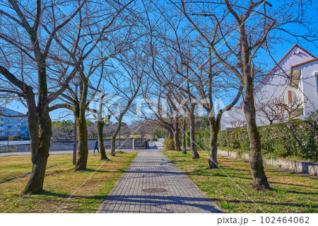 冬の東京都多摩市落合5丁目の宝野公園付近の富士見通りを西側に見る 冬の東京都多摩市落合5丁目の宝野公園付近の富士見通りを西側に見る 102464062