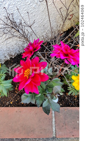 赤いレッドダリアの花 赤いレッドダリアの花 102464069