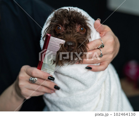 Woman combing a cute doggie poodle and lapdog mix wrapped in a white towel after washing in a grooming salon.  102464130