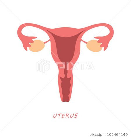 female reproductive system women uterus ovary icon 102464140
