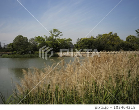 春の万代池 春の万代池 102464218