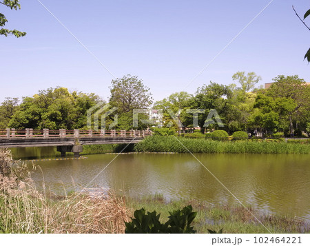 新緑が生える万代池 102464221