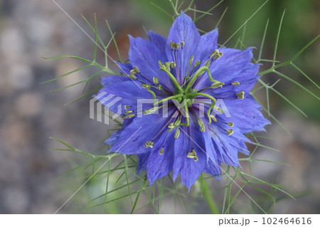 春の庭に咲くニゲラの青い花 102464616