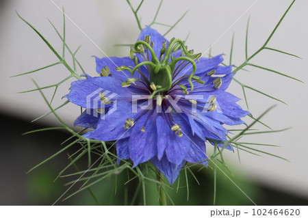 春の庭に咲くニゲラの青い花 春の庭に咲くニゲラの青い花 102464620