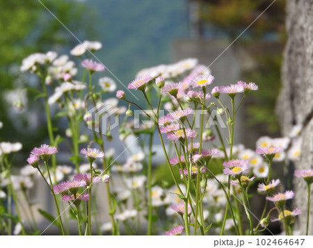 ハルジオンの花 102464647