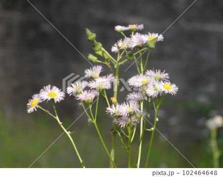 ハルジオンの花 102464648