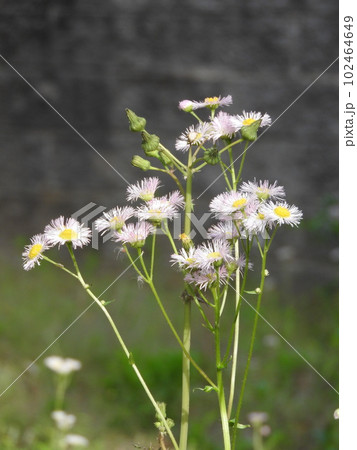 ハルジオンの花 102464649