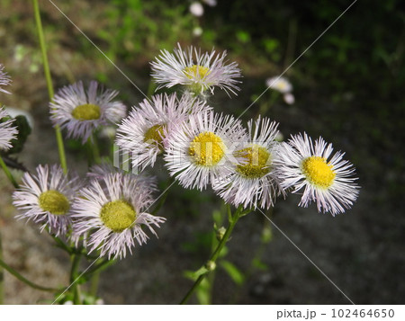 ハルジオンの花 102464650