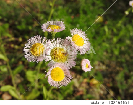 ハルジオンの花 102464651