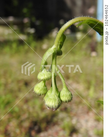 ハルジオンの花：下向きになるのが特徴のツボミ 102464652